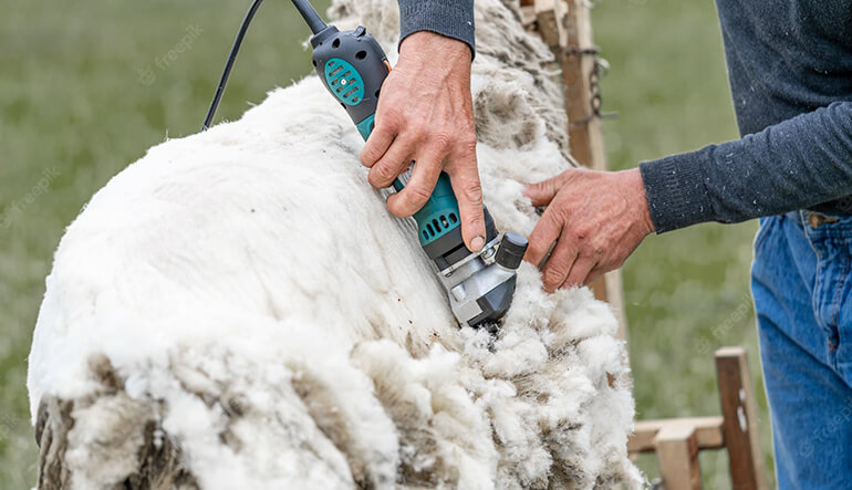 Sheep Shearing In Rug Making